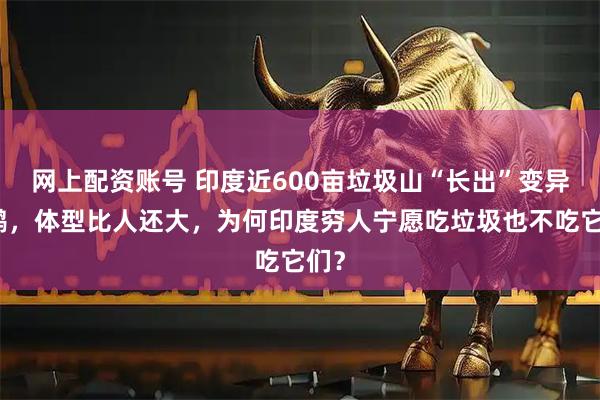 网上配资账号 印度近600亩垃圾山“长出”变异秃鹳，体型比人还大，为何印度穷人宁愿吃垃圾也不吃它们？