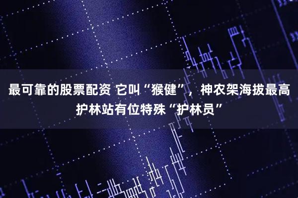 最可靠的股票配资 它叫“猴健”，神农架海拔最高护林站有位特殊“护林员”